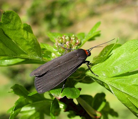 Red-necked Footman Atolmis rubricollis