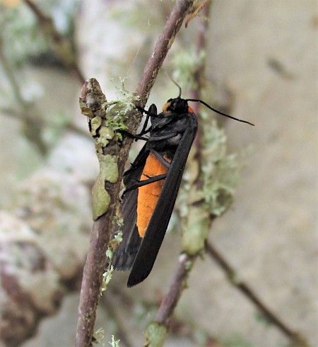 Red-necked Footman Atolmis rubricollis