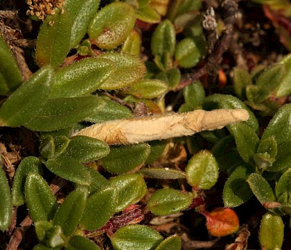 Larva • Worley Hill, Somerset • © Will Langdon