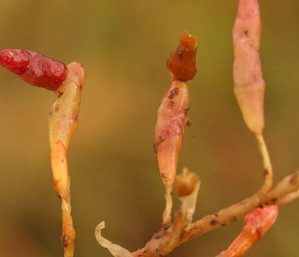 Larva • Cley, Norfolk • © Will Langdon