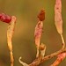 Larva • Cley, Norfolk • © Will Langdon