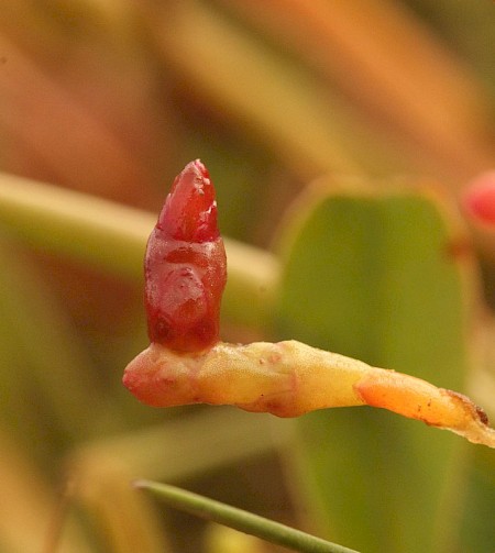 Coleophora salicorniae