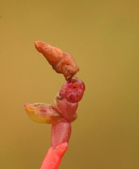 Coleophora salicorniae