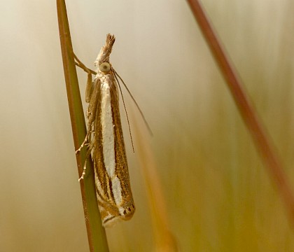 Adult • Morden Bog, Dorset • © Will Langdon