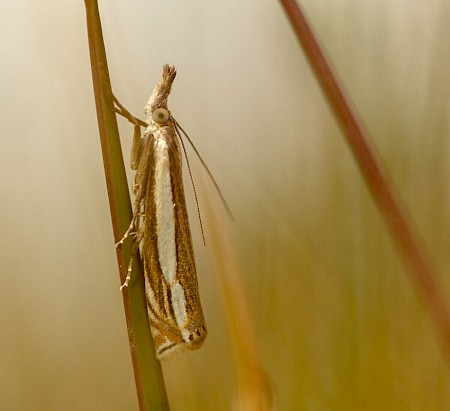 Crambus silvella