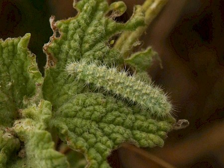 Horehound Plume Wheeleria spilodactylus