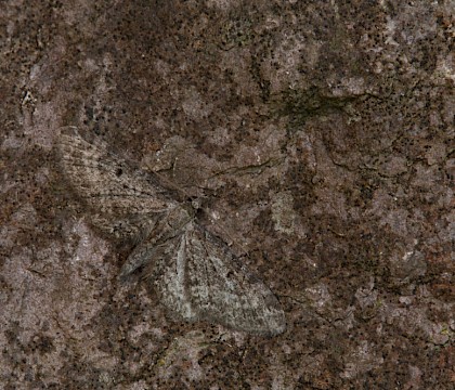 Adult, ssp. jasionata (Jasione Pug) • Hurlstone Point, Somerset • © Will Langdon