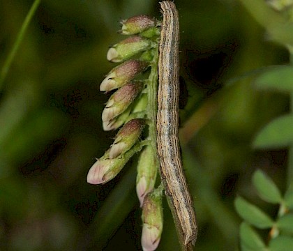 Larva • Greenaleigh Point, Somerset • © Will Langdon