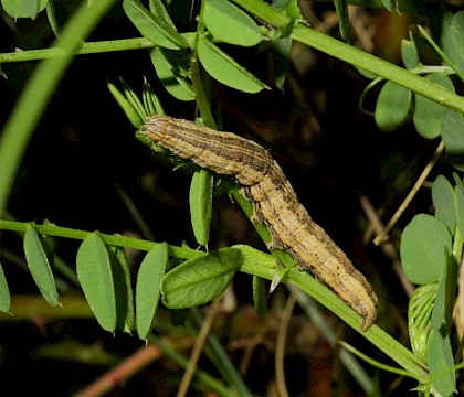 Larva • Greenaleigh Point, Somerset • © Will Langdon