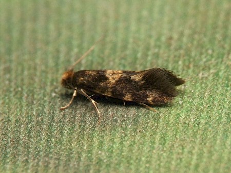 Triaxomasia caprimulgella Adult | UKmoths