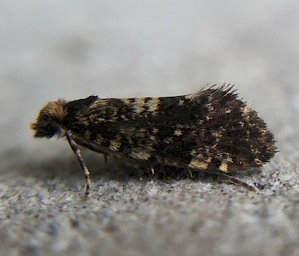 Psychidae