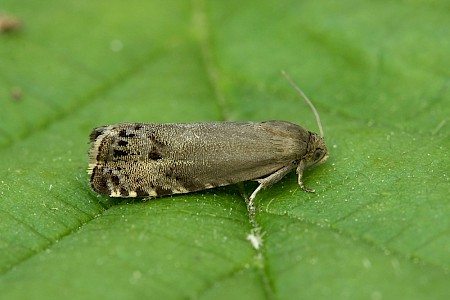 Breckland Piercer Cydia millenniana