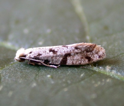 Adult &bull; Hythe, Kent &bull; &copy; Ian Roberts
