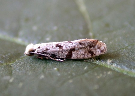 Pale Devon Clothes Moth Nemapogon inconditella