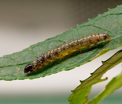 Larva • St. Austell, Cornwall • © Phil Boggis