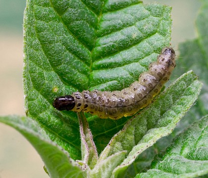 Larva • St. Austell, Cornwall • © Phil Boggis