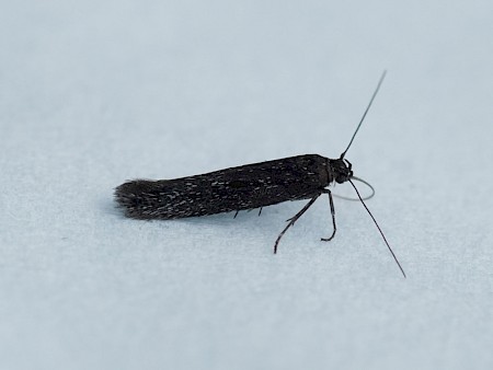 Scythris inspersella