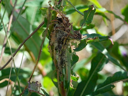 Scythris inspersella