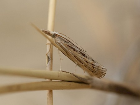 Pediasia fascelinella