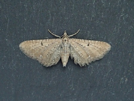 Satyr Pug Eupithecia satyrata