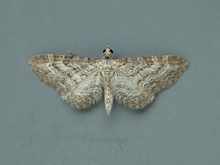 Shaded Pug Eupithecia subumbrata