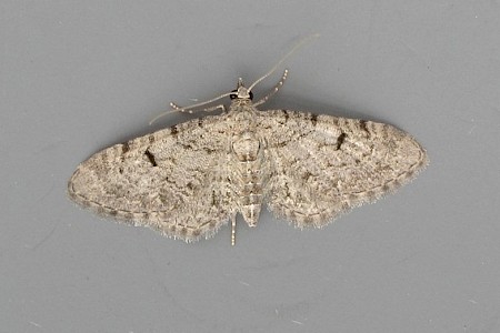 Thyme Pug Eupithecia distinctaria