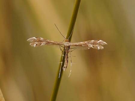 Sundew Plume Buckleria paludum