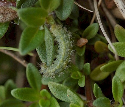 Larva • Priddy Pools, Somerset • © Will Langdon