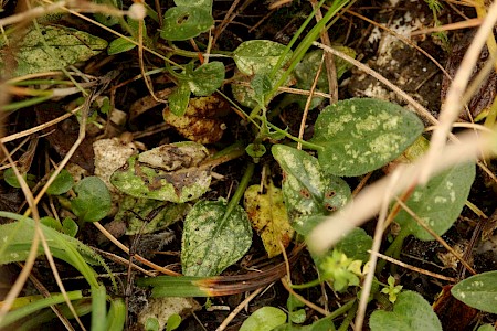 Glaucolepsis headleyella