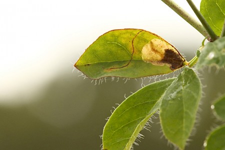 Trifurcula cryptella