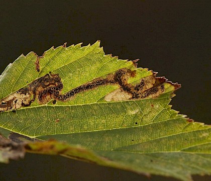 Larval mines • Sydlings Copse, Oxfordshire • © Will Langdon