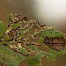 Larval mines • Sydlings Copse, Oxfordshire • © Will Langdon