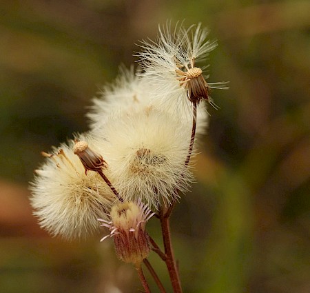 Coleophora squamosella