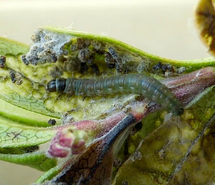 Larva, ex. spinning • Mull, Hebrides, Scotland • © George Tordoff