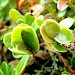 Larval spinning on Bearberry • Mull, Hebrides, Scotland • © George Tordoff