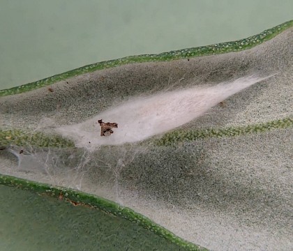 Cocoon on underside of Olea europaea leaf • Brockworth, Gloucestershire • © Phil Barden