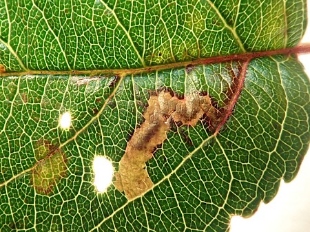 Stigmella incognitella