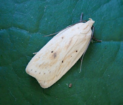 Adult, reared from pupa • The Camp, Gloucestershire • © Phil Barden