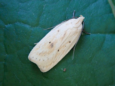 Agonopterix kaekeritziana