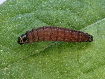 Agonopterix kaekeritziana