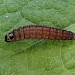 Larva in shoots of Centaurea sp (Knapweed). • The Camp, Gloucestershire • © Phil Barden