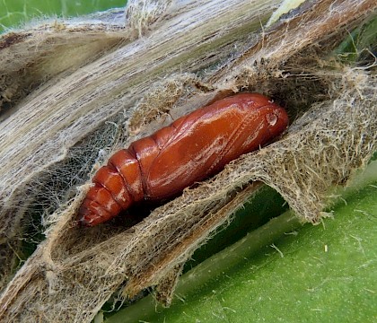 Exposed pupa • The Camp, Gloucestershire • © Phil Barden
