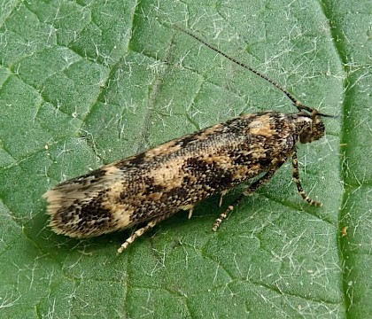 Adult, reared from larva on Silene dioica • Bere Alston, Devon • © Phil Barden