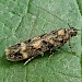 Adult, reared from larva on Silene dioica • Bere Alston, Devon • © Phil Barden