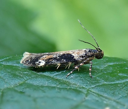 Adult reared from larva on Stellaria holostea • Bere Alston, Devon • © Phil Barden