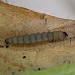 Larva on Lonicera • Bere Alston, Devon • © Phil Barden