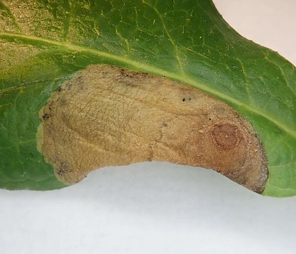 Mine (upperside) on Lonicera • Bere Alston, Devon • © Phil Barden