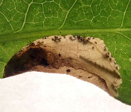 Mine (underside) on Lonicera • Bere Alston, Devon • © Phil Barden