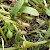 Epermenia insecurella Larvae and webbing on Thesium humifusum
