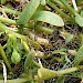 Larvae and webbing on Thesium humifusum • Main Bench, High Down, Isle of Wight • © Phil Barden